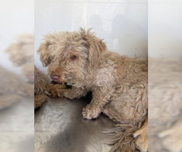 Medium Photo #1 Poodle (Miniature) Puppy For Sale in Stockton, CA, USA