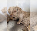 Small Poodle (Miniature)