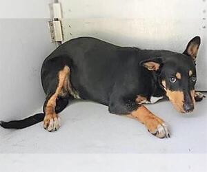 Miniature Pinscher-Unknown Mix Dogs for adoption in Houston, TX, USA