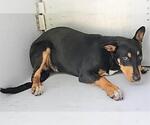 Small Miniature Pinscher Mix