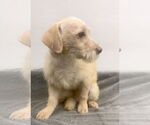 Small #2 Mutt