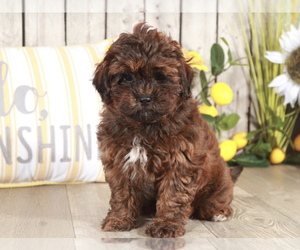 ShihPoo Puppy for sale in MOUNT VERNON, OH, USA