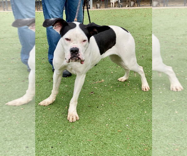 Medium Photo #6 Boxer Puppy For Sale in Austin, TX, USA