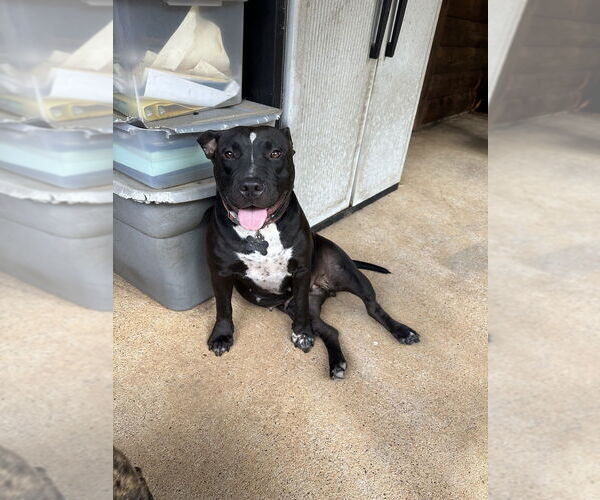 Medium Photo #1 Mutt Puppy For Sale in FRAMINGHAM, MA, USA