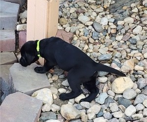 Labrador Retriever Puppy for Sale in OMAHA, Nebraska USA