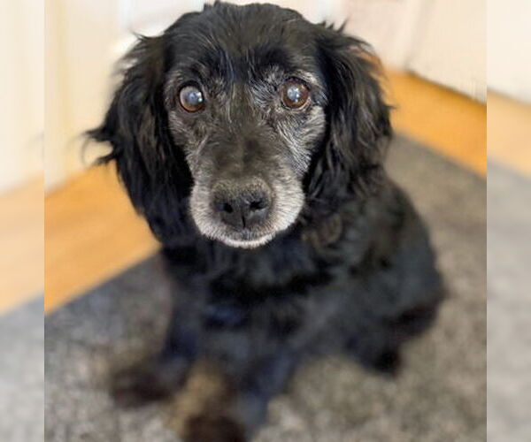 Medium Photo #9 Cocker Spaniel Puppy For Sale in Arlington, VA, USA