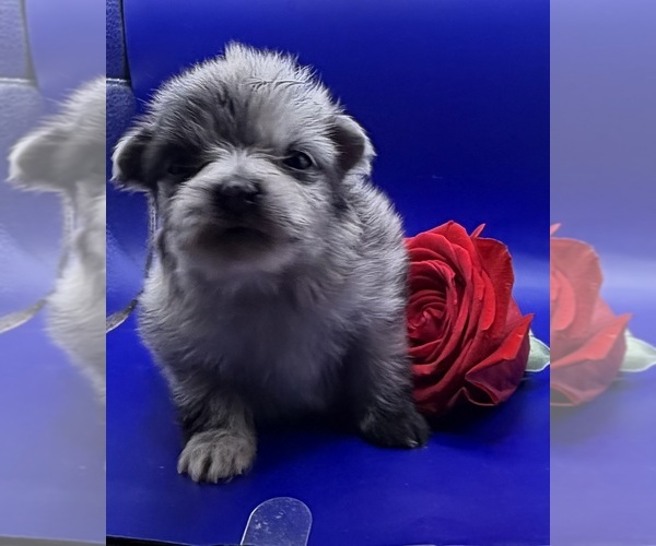 Medium Photo #4 Pomeranian Puppy For Sale in PORTLAND, ME, USA