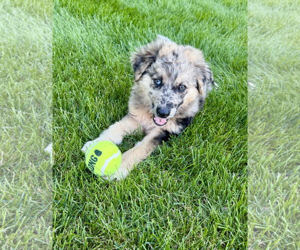 Medium Photo #3 Australian Shepherd-Unknown Mix Puppy For Sale in Plainfield, IL, USA