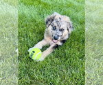 Small #2 Australian Shepherd Mix