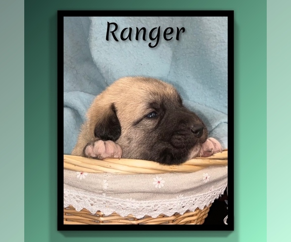 Medium Photo #10 Anatolian Shepherd Puppy For Sale in BROOKFIELD, MO, USA