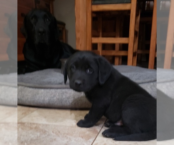 Medium Photo #119 Labrador Retriever Puppy For Sale in OLYMPIA, WA, USA