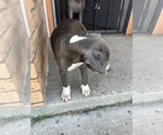 Small #10 American Pit Bull Terrier