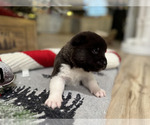 Puppy Rico Akita
