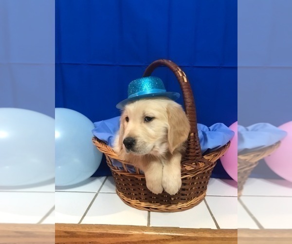 Medium Photo #8 Golden Retriever Puppy For Sale in WEBSTER CITY, IA, USA