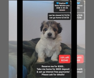 Morkie Poo (Toy) Puppy for sale in TUCSON, AZ, USA