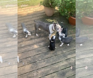 Mother of the Boston Terrier puppies born on 06/13/2025