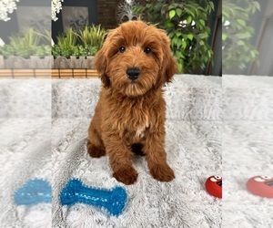 Goldendoodle (Miniature) Puppy for sale in GREENFIELD, IN, USA