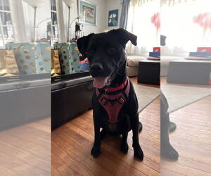 American Pit Bull Terrier-Unknown Mix Dogs for adoption in Oakhurst, NJ, USA