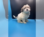 Small Photo #11 Maltipoo-Shih Tzu Mix Puppy For Sale in SAINT AUGUSTINE, FL, USA
