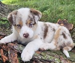 Small Photo #30 Australian Shepherd Puppy For Sale in MABEL, MN, USA