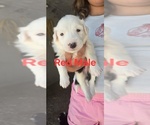 Small Photo #24 English Shepherd Puppy For Sale in NEW CASTLE, IN, USA