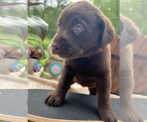 Medium Photo #5 Labrador Retriever Puppy For Sale in NEOLA, WV, USA