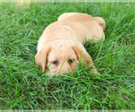 Small #3 Labrador Retriever