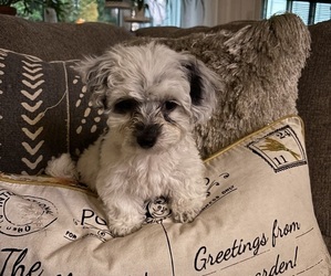 Maltipoo Puppy for sale in CHENOA, IL, USA