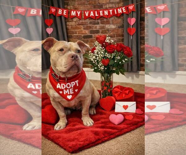 Medium Photo #1 Mutt Puppy For Sale in Rockville, MD, USA