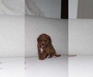 Poodle (Toy) Puppy for sale in PORTLAND, OR, USA