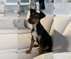 AJ - Male Mutt Dog for Adoption - Photo #3