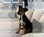 Small #2 Mutt