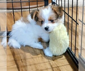 Biewer Terrier-Pomeranian Mix Puppy for Sale in ESTILL SPRINGS, Tennessee USA