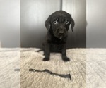 Puppy 10 Chocolate Labrador retriever-German Shepherd Dog Mix