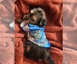 Small Photo #16 Yorkshire Terrier Puppy For Sale in AKRON, OH, USA