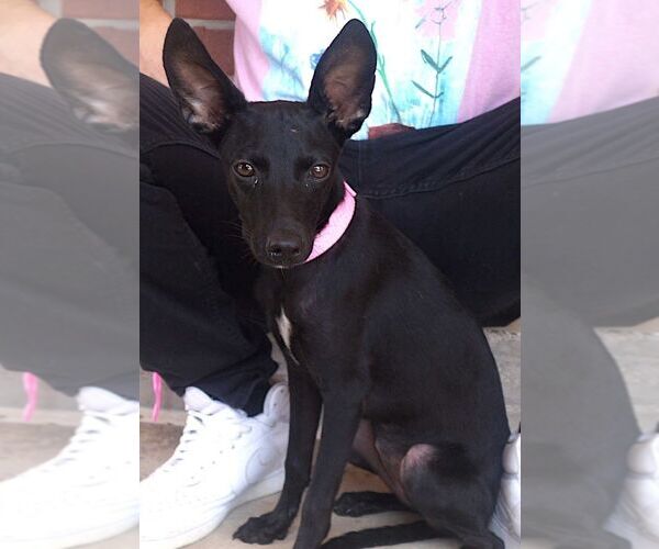 Medium Photo #2 Italian Greyhound-Unknown Mix Puppy For Sale in Carrollton, TX, USA