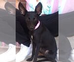 Small #1 Italian Greyhound Mix