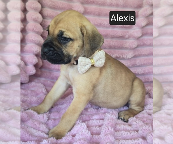 Medium Photo #8 Cane Corso Puppy For Sale in MINERAL WELLS, WV, USA