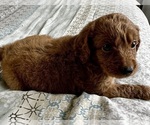 Small Photo #5 Goldendoodle (Miniature) Puppy For Sale in PENSACOLA, FL, USA
