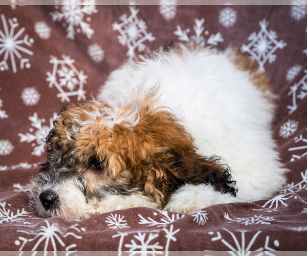 Medium Photo #6 Saint Berdoodle Puppy For Sale in WAKARUSA, IN, USA