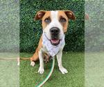 Small #1 American Bulldog Mix