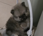 Puppy Little Mister Pomeranian