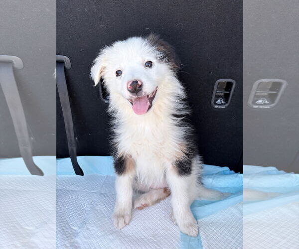 Medium Photo #1 Australian Shepherd-Unknown Mix Puppy For Sale in Newport Beach, CA, USA