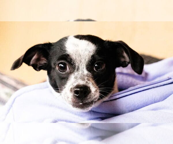 Medium Photo #4 Chihuahua-Unknown Mix Puppy For Sale in Ellijay, GA, USA