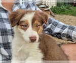 Puppy Rose Quartz Border-Aussie