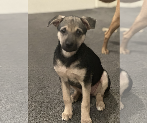 Medium Photo #2 German Shepherd Dog-Poodle (Miniature) Mix Puppy For Sale in Bellevue, WA, USA