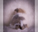 Small Photo #84 Pomeranian Puppy For Sale in WARSAW, IN, USA