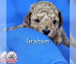Puppy Graham Poodle (Miniature)