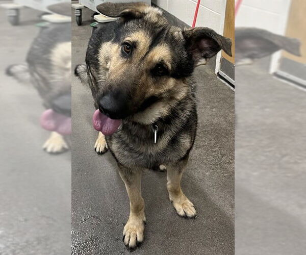 Medium Photo #1 German Shepherd Dog Puppy For Sale in Forestville, MD, USA