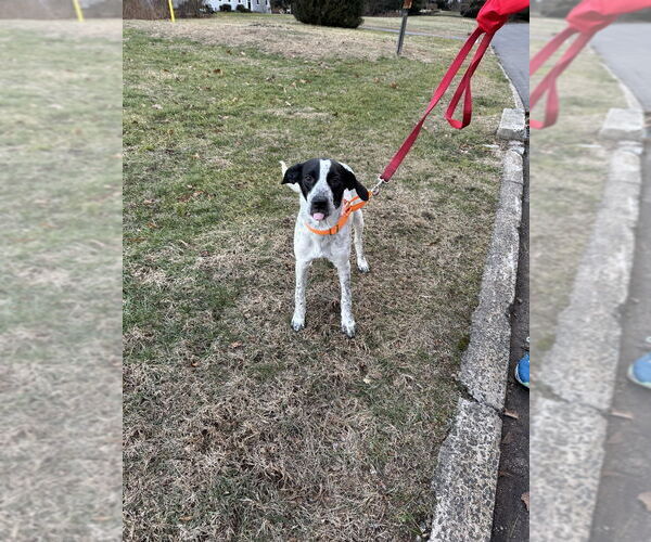 Medium Photo #6 Pointer-Unknown Mix Puppy For Sale in Brewster, NY, USA